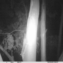 Petaurus norfolcensis (Squirrel Glider) at Monitoring Site 021 - Road - 15 Apr 2021 by ChrisAllen