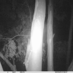 Petaurus norfolcensis (Squirrel Glider) at Monitoring Site 021 - Road - 16 Apr 2021 by ChrisAllen