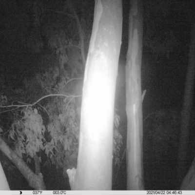 Petaurus norfolcensis (Squirrel Glider) at Thurgoona, NSW - 21 Apr 2021 by ChrisAllen