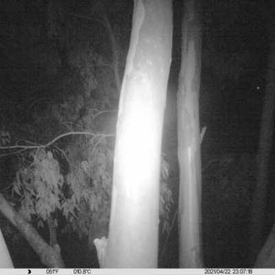Petaurus norfolcensis (Squirrel Glider) at Thurgoona, NSW - 22 Apr 2021 by ChrisAllen