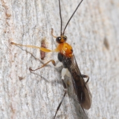 Ichneumonoidea (Superfamily) (A species of parasitic wasp) at Acton, ACT - 25 May 2021 by TimL