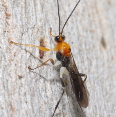 Braconidae sp. (family) at Acton, ACT - 25 May 2021 by TimL