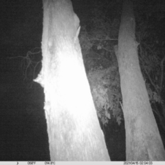 Petaurus norfolcensis (Squirrel Glider) at Monitoring Site 023 - Remnant - 14 Apr 2021 by ChrisAllen