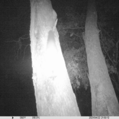 Petaurus norfolcensis (Squirrel Glider) at Albury - 22 Apr 2021 by ChrisAllen