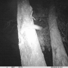 Petaurus norfolcensis (Squirrel Glider) at Monitoring Site 023 - Remnant - 4 May 2021 by ChrisAllen
