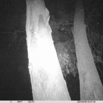 Petaurus norfolcensis (Squirrel Glider) at Thurgoona, NSW - 7 May 2021 by ChrisAllen