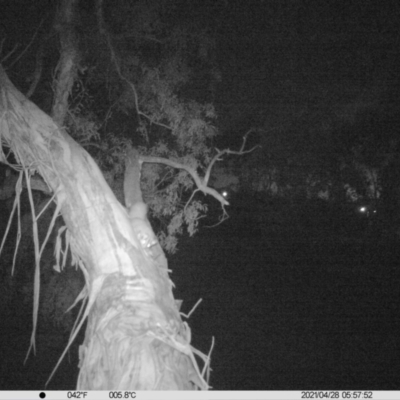 Petaurus norfolcensis (Squirrel Glider) at Thurgoona, NSW - 27 Apr 2021 by ChrisAllen