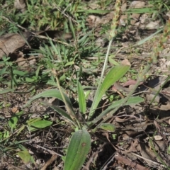 Plantago varia (Native Plaintain) at Bonython, ACT - 29 Mar 2021 by michaelb