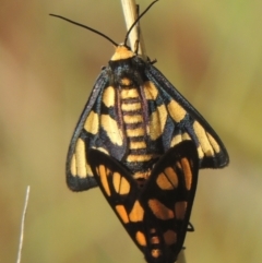 Amata (genus) (Handmaiden Moth) at Conder, ACT - 30 Mar 2021 by michaelb