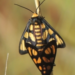 Amata (genus) (Handmaiden Moth) at Conder, ACT - 30 Mar 2021 by MichaelBedingfield