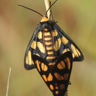 Amata (genus) (Handmaiden Moth) at Conder, ACT - 30 Mar 2021 by michaelb