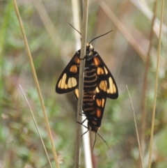 Amata (genus) at Conder, ACT - 30 Mar 2021