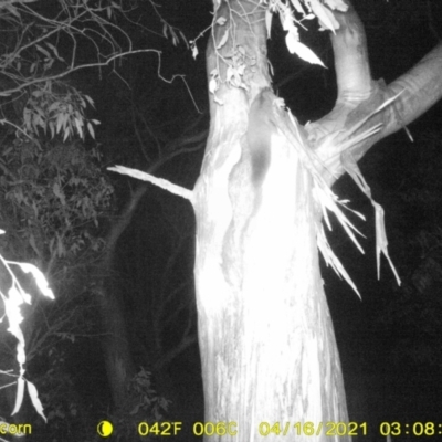 Petaurus norfolcensis (Squirrel Glider) at Monitoring Site 033 - Revegetation - 15 Apr 2021 by ChrisAllen