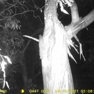 Petaurus norfolcensis (Squirrel Glider) at Monitoring Site 033 - Revegetation - 15 Apr 2021 by ChrisAllen