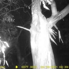 Petaurus norfolcensis (Squirrel Glider) at Table Top, NSW - 17 Apr 2021 by ChrisAllen