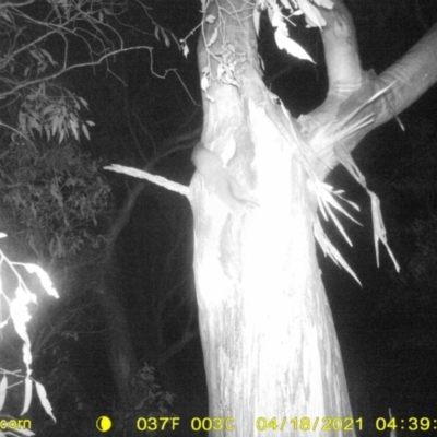 Petaurus norfolcensis (Squirrel Glider) at Table Top, NSW - 18 Apr 2021 by ChrisAllen
