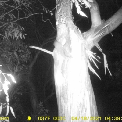 Petaurus norfolcensis (Squirrel Glider) at Table Top, NSW - 17 Apr 2021 by ChrisAllen