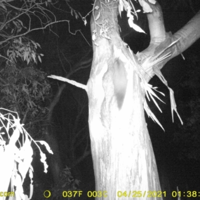 Petaurus norfolcensis (Squirrel Glider) at Table Top, NSW - 25 Apr 2021 by ChrisAllen