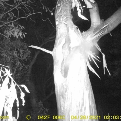 Petaurus norfolcensis (Squirrel Glider) at Table Top, NSW - 28 Apr 2021 by ChrisAllen