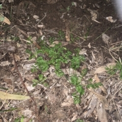 Daucus glochidiatus (Australian Carrot) at Weston, ACT - 25 May 2021 by AliceH