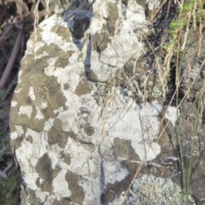 Lichen - crustose at Bolaro, NSW - 20 May 2021