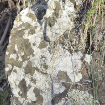 Lichen - crustose at Bolaro, NSW - 20 May 2021 by DavidMcKay