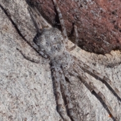 Tamopsis sp. (genus) (Two-tailed spider) at Kambah, ACT - 27 May 2021 by rawshorty
