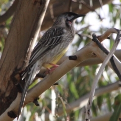 Anthochaera carunculata (Red Wattlebird) at Stranger Pond - 24 May 2021 by ChrisHolder