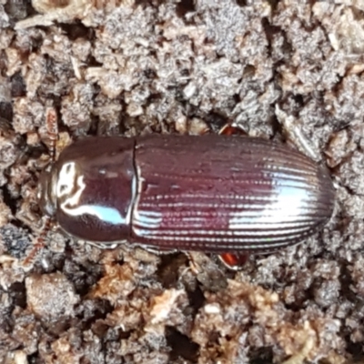 Uloma (Uloma) sanguinipes (Darkling beetle) at Bruce, ACT - 28 May 2021 by trevorpreston