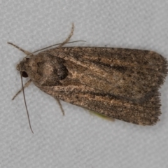 Athetis tenuis (Plain Tenuis Moth) at Melba, ACT - 19 Nov 2020 by Bron