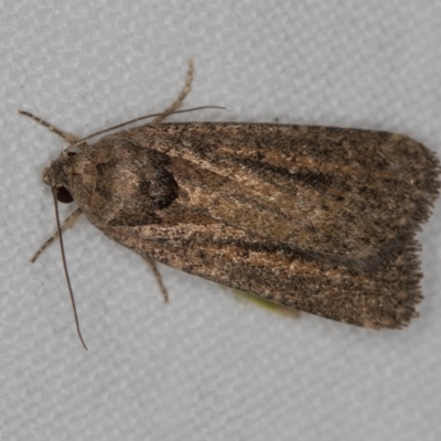 Athetis tenuis (Plain Tenuis Moth) at Melba, ACT - 19 Nov 2020 by Bron