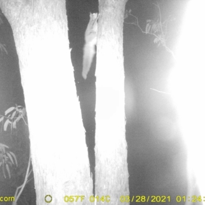 Petaurus norfolcensis (Squirrel Glider) at Wirlinga, NSW - 28 Mar 2021 by ChrisAllen