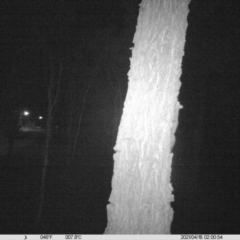 Petaurus norfolcensis (Squirrel Glider) at Monitoring Site 018 - Road - 17 Apr 2021 by ChrisAllen