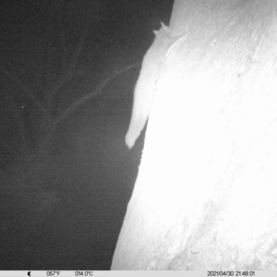 Petaurus norfolcensis (Squirrel Glider) at Monitoring Site 029 - Remnant - 30 Apr 2021 by ChrisAllen