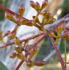 Eucalyptus mannifera (Brittle Gum) at Holt, ACT - 26 May 2021 by drakes