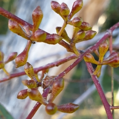 Eucalyptus mannifera (Brittle Gum) at Holt, ACT - 27 May 2021 by drakes