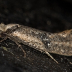 Monopis argillacea (A Clothes moth (Tineidae)) at Melba, ACT - 18 Nov 2020 by Bron