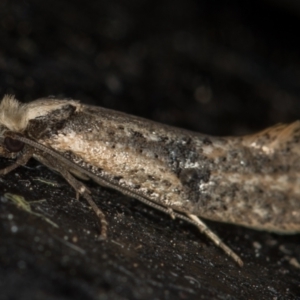 Monopis argillacea at Melba, ACT - 18 Nov 2020