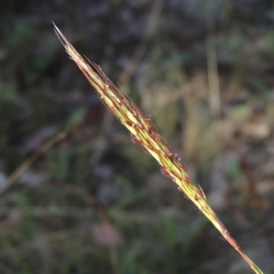 Bothriochloa macra (Red Grass, Red-leg Grass) at Conder, ACT - 30 Mar 2021 by MichaelBedingfield