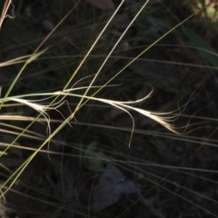 Anthosachne scabra (Common Wheat-grass) at Conder, ACT - 30 Mar 2021 by MichaelBedingfield