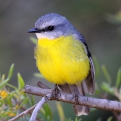 Eopsaltria australis (Eastern Yellow Robin) at ANBG - 28 May 2021 by RodDeb