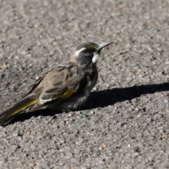 Phylidonyris novaehollandiae (New Holland Honeyeater) at Acton, ACT - 28 May 2021 by RodDeb