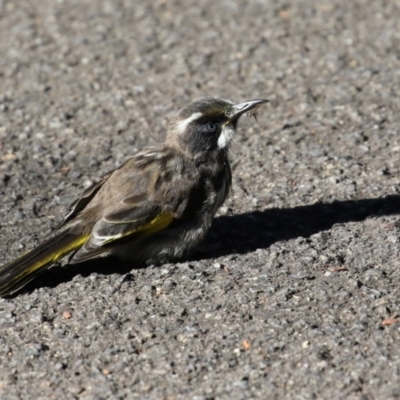 Phylidonyris novaehollandiae (New Holland Honeyeater) at Acton, ACT - 28 May 2021 by RodDeb