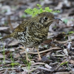 Zoothera lunulata (Bassian Thrush) at Acton, ACT - 28 May 2021 by RodDeb