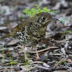 Zoothera lunulata at Acton, ACT - 28 May 2021