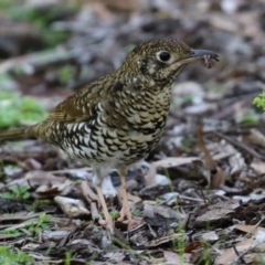 Zoothera lunulata at Acton, ACT - 28 May 2021