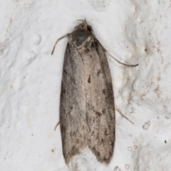 Oecophoridae (family) (Unidentified Oecophorid concealer moth) at Melba, ACT - 27 May 2021 by kasiaaus