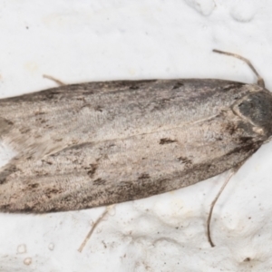 Oecophoridae (family) at Melba, ACT - 27 May 2021 09:58 PM