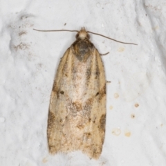 Epiphyas postvittana (Light Brown Apple Moth) at Melba, ACT - 27 May 2021 by kasiaaus