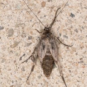 Philobota brachypterous female species at Melba, ACT - 29 May 2021